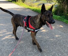 TAMBOR, Hund, Schäferhund Mischling in Spanien