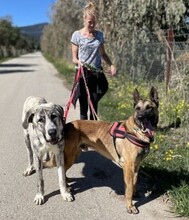 HULK, Hund, Malinois in Spanien - Bild 2