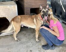 HULK, Hund, Malinois in Spanien - Bild 7