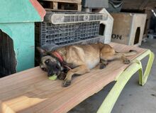 HULK, Hund, Malinois in Spanien - Bild 8