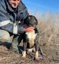 CAMI, Hund, Mischlingshund in Rumänien - Bild 1