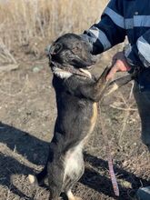 CAMI, Hund, Mischlingshund in Rumänien - Bild 2