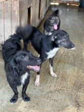 CAMI, Hund, Mischlingshund in Rumänien - Bild 3