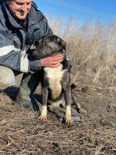 CAMI, Hund, Mischlingshund in Rumänien - Bild 4
