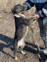 CAMI, Hund, Mischlingshund in Rumänien - Bild 5