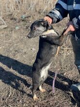 CAMI, Hund, Mischlingshund in Rumänien - Bild 6