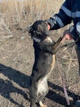 CAMI, Hund, Mischlingshund in Rumänien - Bild 7