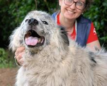 JERELD, Hund, Mischlingshund in Italien - Bild 10