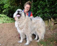 JERELD, Hund, Mischlingshund in Italien - Bild 11