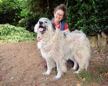 JERELD, Hund, Mischlingshund in Italien - Bild 12