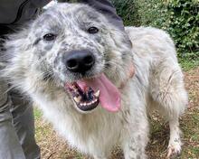 JERELD, Hund, Mischlingshund in Italien - Bild 15