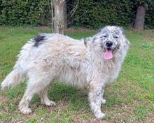 JERELD, Hund, Mischlingshund in Italien - Bild 2