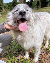 JERELD, Hund, Mischlingshund in Italien - Bild 4