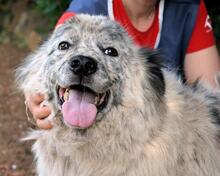 JERELD, Hund, Mischlingshund in Italien - Bild 5
