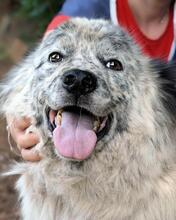 JERELD, Hund, Mischlingshund in Italien - Bild 6