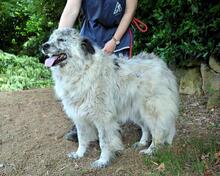 JERELD, Hund, Mischlingshund in Italien - Bild 7
