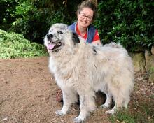 JERELD, Hund, Mischlingshund in Italien - Bild 8