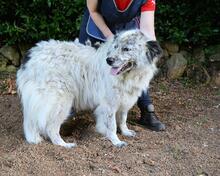 JERELD, Hund, Mischlingshund in Italien - Bild 9