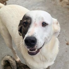 BERTI, Hund, Mischlingshund in Rumänien - Bild 1