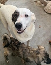 BERTI, Hund, Mischlingshund in Rumänien - Bild 2