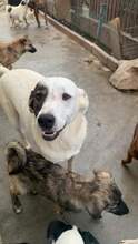 BERTI, Hund, Mischlingshund in Rumänien - Bild 3
