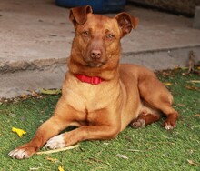 FELIPE, Hund, Mischlingshund in Spanien