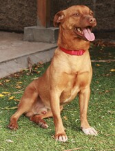 FELIPE, Hund, Mischlingshund in Spanien - Bild 2