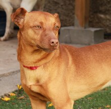 FELIPE, Hund, Mischlingshund in Spanien - Bild 4