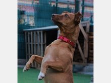 FELIPE, Hund, Mischlingshund in Spanien - Bild 5