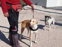 ANGELA, Hund, Mischlingshund in Spanien - Bild 10