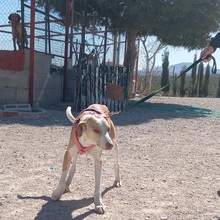 ANGELA, Hund, Mischlingshund in Spanien - Bild 13
