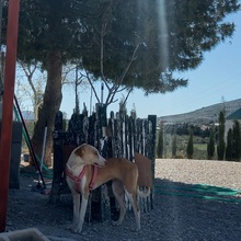 ANGELA, Hund, Mischlingshund in Spanien - Bild 14