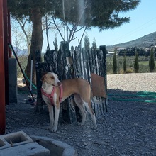 ANGELA, Hund, Mischlingshund in Spanien - Bild 15