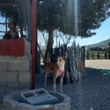 ANGELA, Hund, Mischlingshund in Spanien - Bild 16