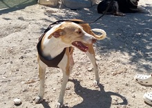 ANGELA, Hund, Mischlingshund in Spanien - Bild 4