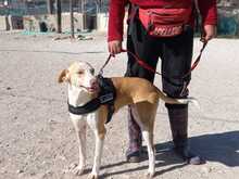 ANGELA, Hund, Mischlingshund in Spanien - Bild 6