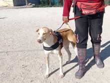 ANGELA, Hund, Mischlingshund in Spanien - Bild 7