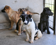 NANETTE, Hund, Mischlingshund in Kirchlengern - Bild 10