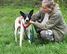 NANETTE, Hund, Mischlingshund in Kirchlengern - Bild 11