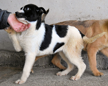 NANETTE, Hund, Mischlingshund in Kirchlengern - Bild 9