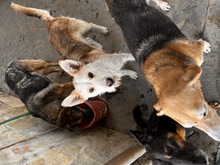 LINUS, Hund, Mischlingshund in Italien - Bild 1