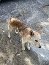 LINUS, Hund, Mischlingshund in Italien - Bild 2