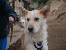 LINUS, Hund, Mischlingshund in Italien - Bild 4