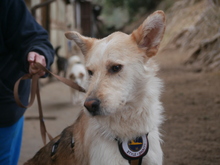 LINUS, Hund, Mischlingshund in Italien - Bild 5