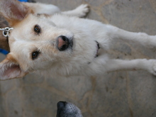LINUS, Hund, Mischlingshund in Italien - Bild 6