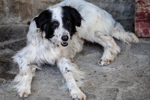 MOMO, Hund, Mischlingshund in Italien - Bild 1