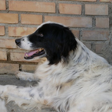 MOMO, Hund, Mischlingshund in Italien - Bild 2