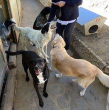 MOMO, Hund, Mischlingshund in Italien - Bild 3