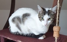 COOKIE, Katze, Hauskatze in Poxdorf