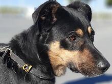 YAKI, Hund, Mischlingshund in Spanien - Bild 1